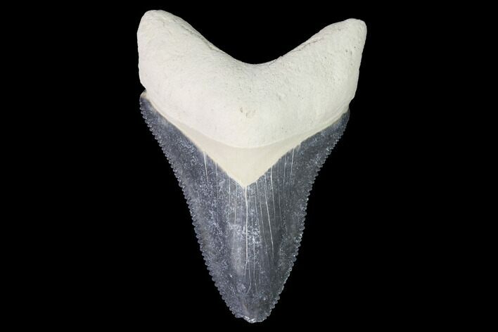 Serrated, Bone Valley Megalodon Tooth - Florida #99822